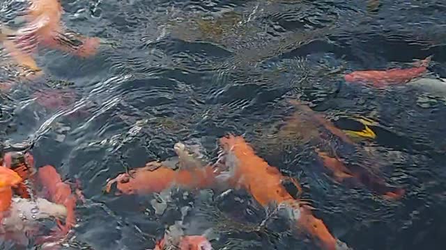 When we got tired in the afternoon,the carp swimming together for prey,it was fun