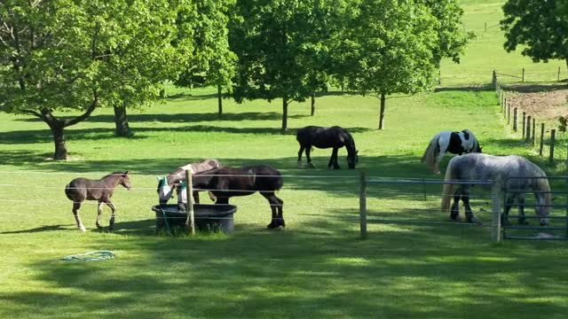 Spoons the orphaned foal watches her family play in water