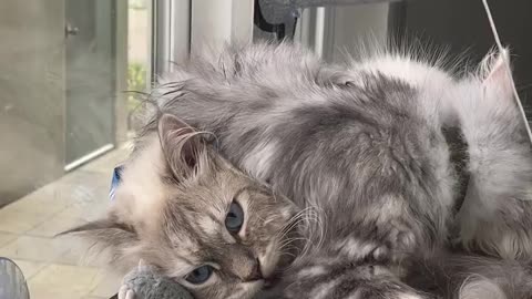 "Anyone looking for a new baby brother? 😬😭😹"