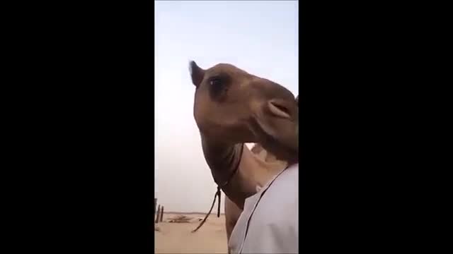 He plays with his camel and she plays with him