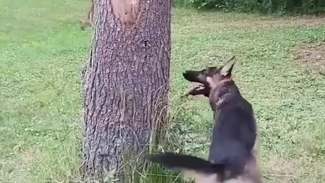 Funny dog ​​chasing squirrel 🤣🤣