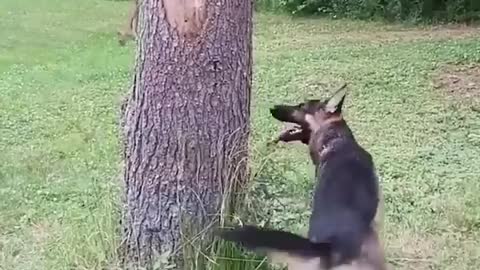 Funny dog ​​chasing squirrel 🤣🤣