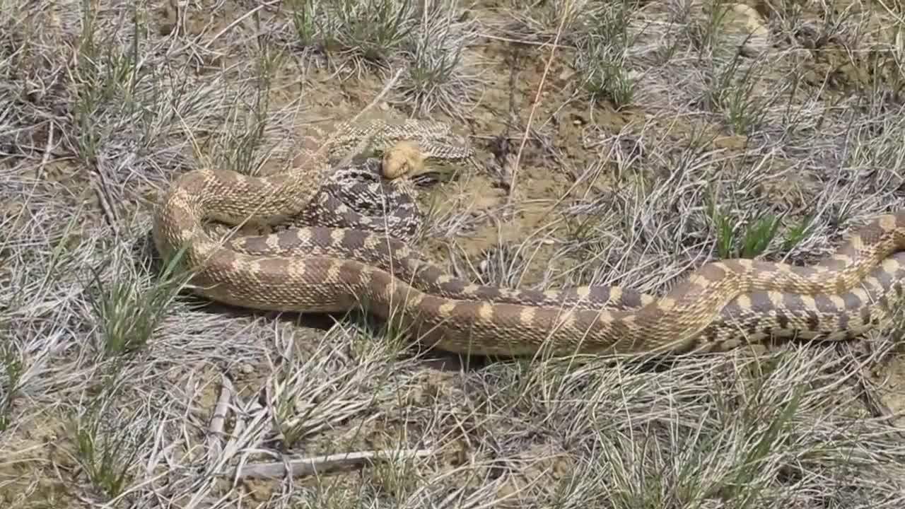 Bull Snakes Mating #3 - Writing-On-Stone Provincial Park
