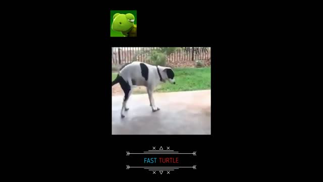 THE DOG'S FUNK DANCE