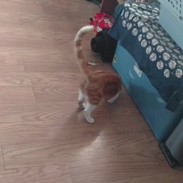 Silly Squeeker and the red paper