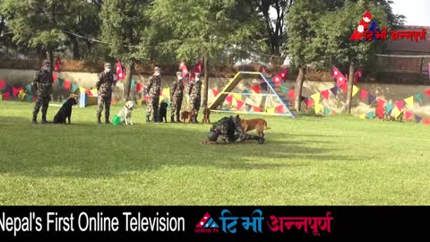 Nepal army dog training. New video.