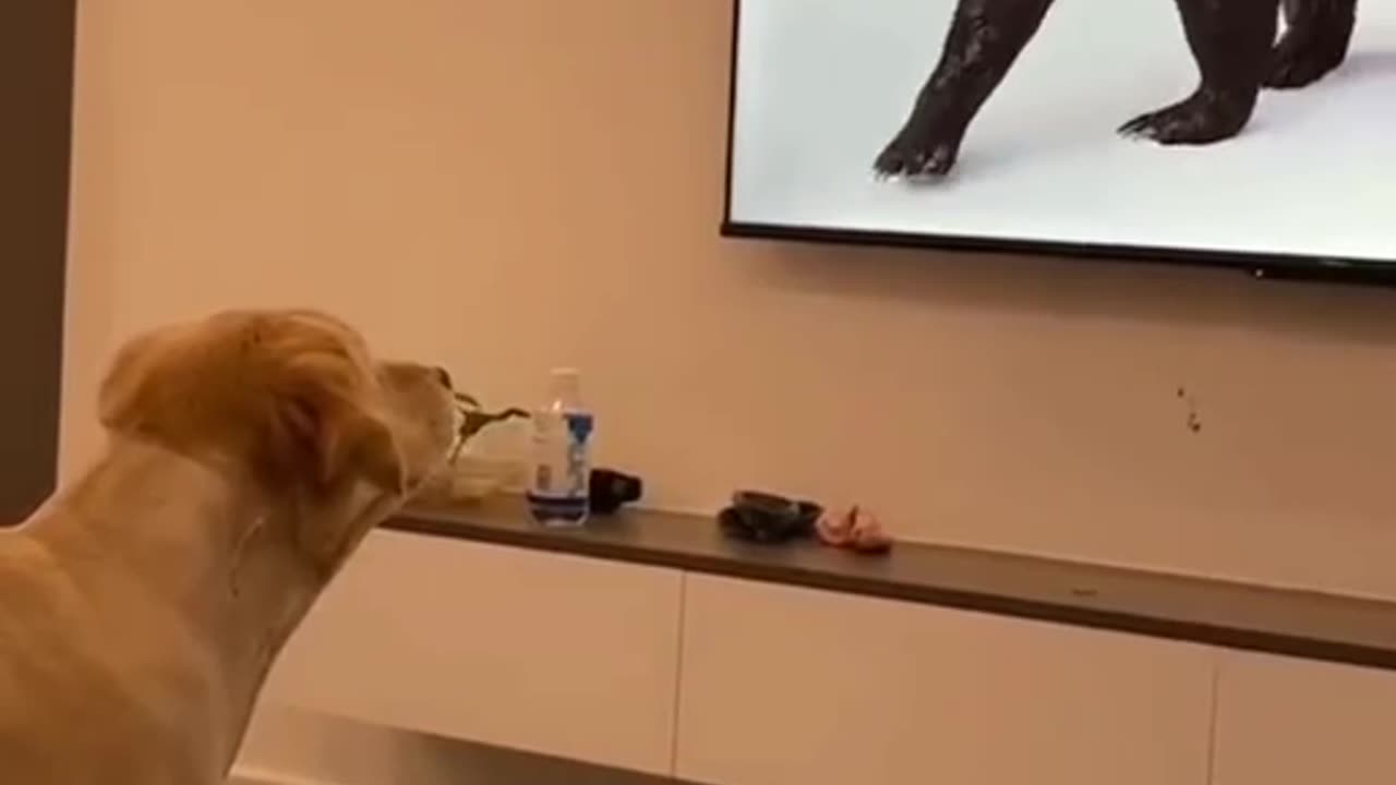 Don't understand
