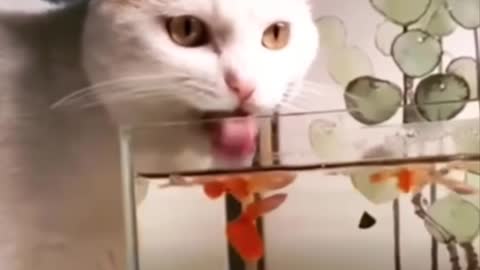 Funniest Cats 😹 - Don-t try to hold back Laughter 😂 - Funny Cats Life 02