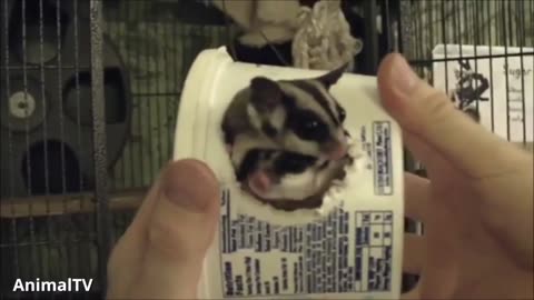 Sugar glider flying funny and cute