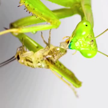Praying mantis catching a cricket to eat