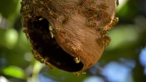 squirrel red squirrel honey bee animal video