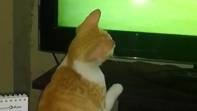 Deeedee Cat Enjoy Football