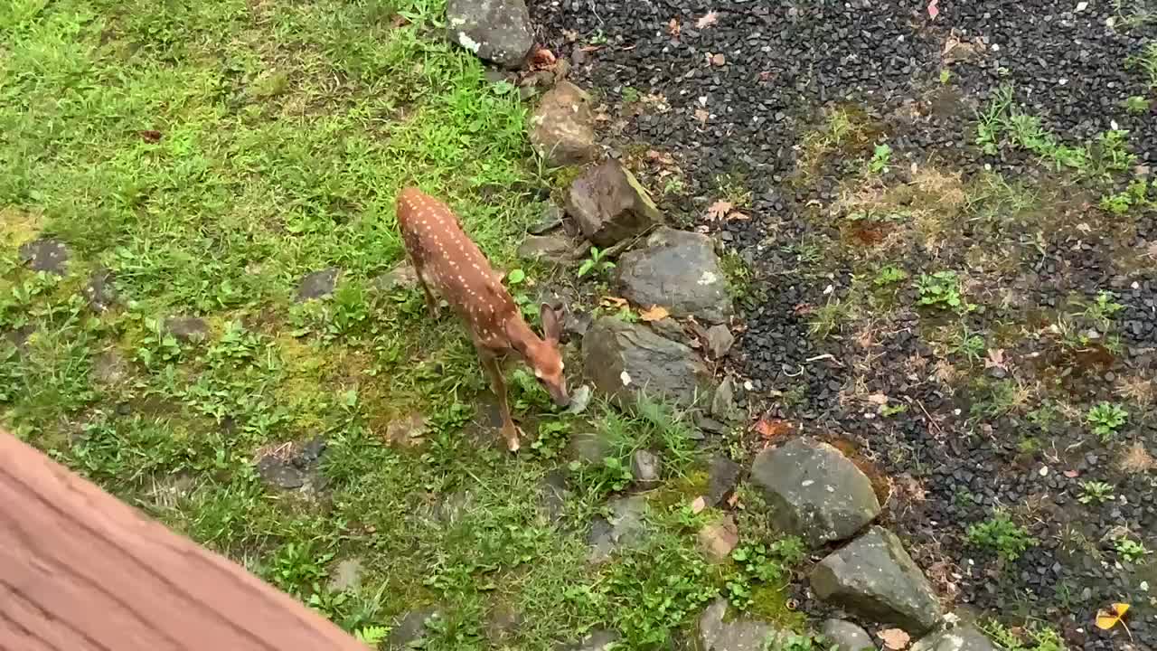 🦌 Just got back from PA and the fawn Scamp couldn’t wait to say Hi NW NC High country The Treehouse