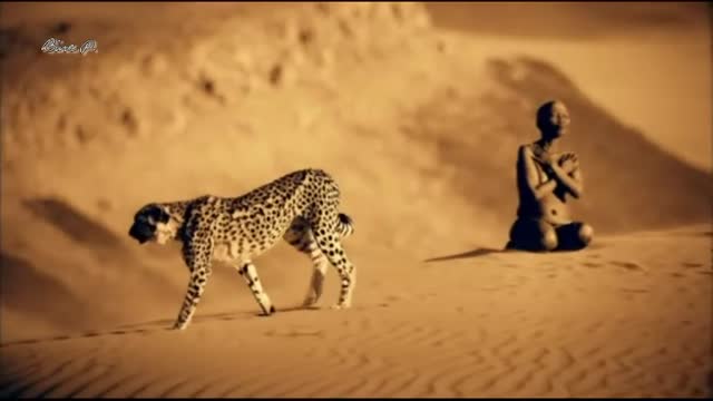 Felinos