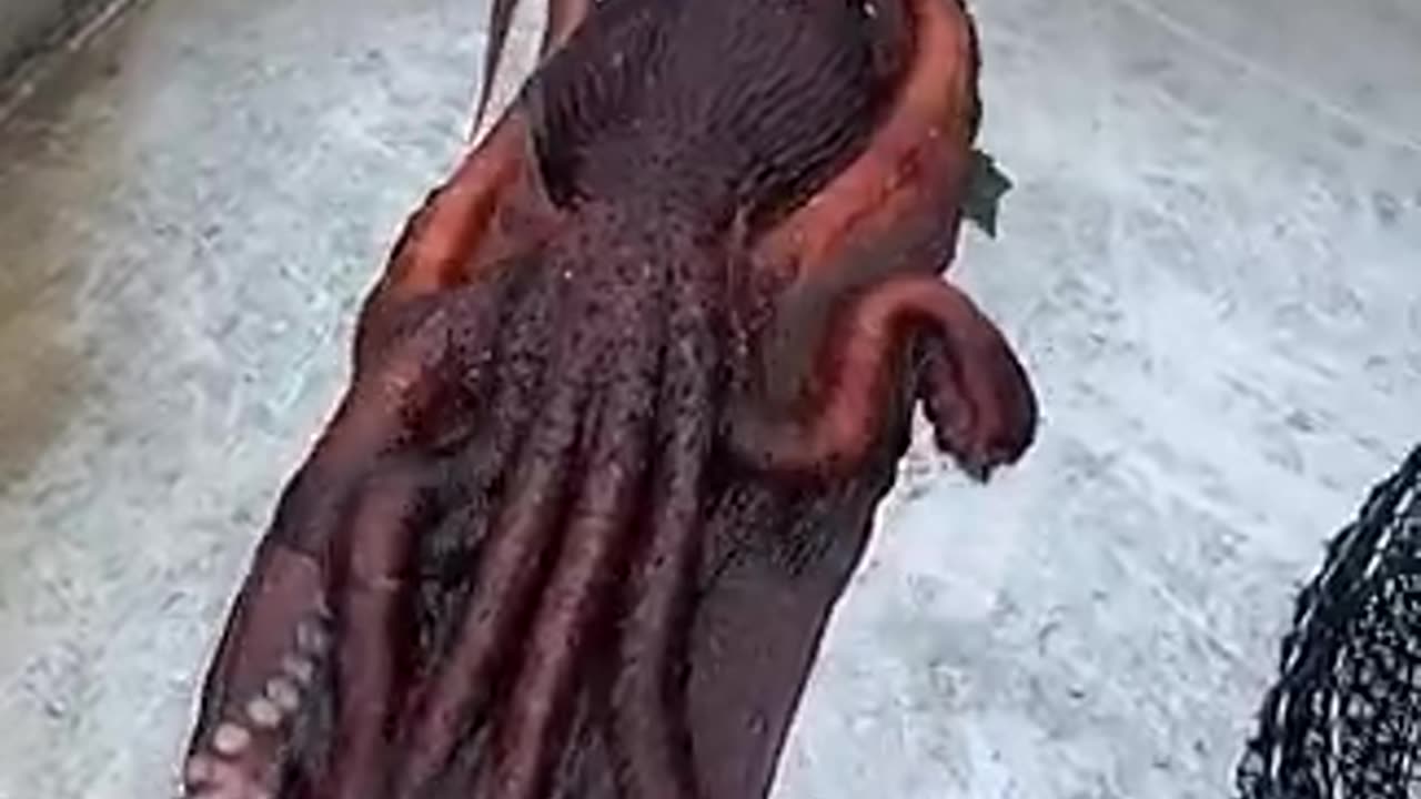 Giant pecific octopus