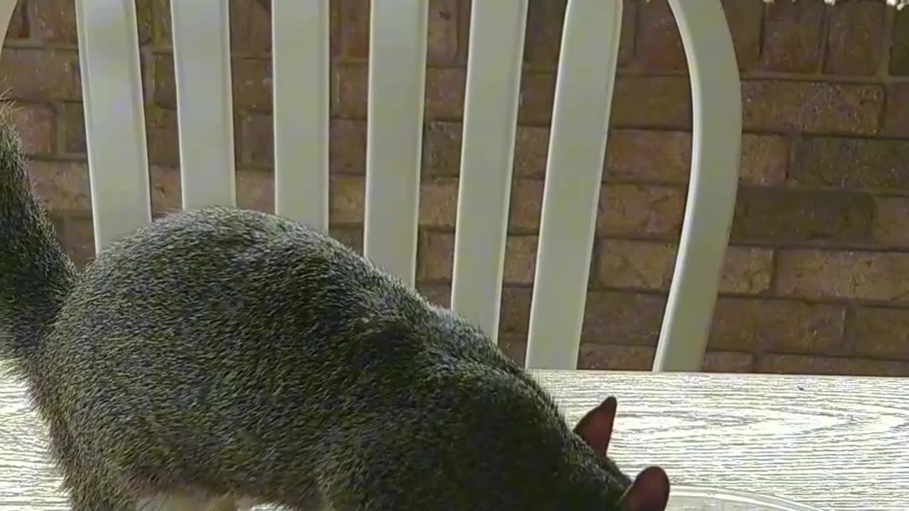 Mika The Squirrel 🐿️😍❤️💖‼️