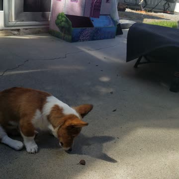 Buck N. Corgi Japanese Beetle