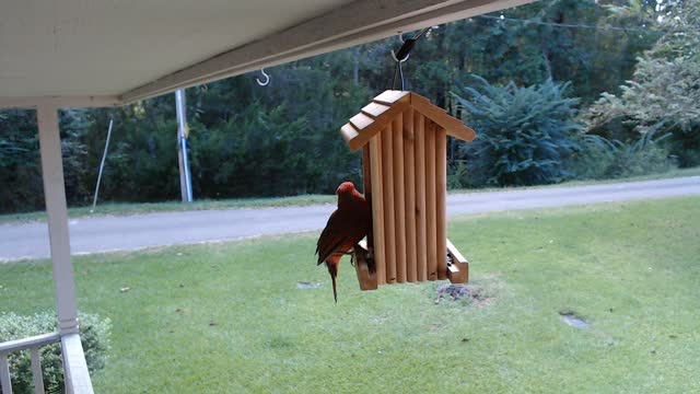 Bright Red Cardinal at the Feeder