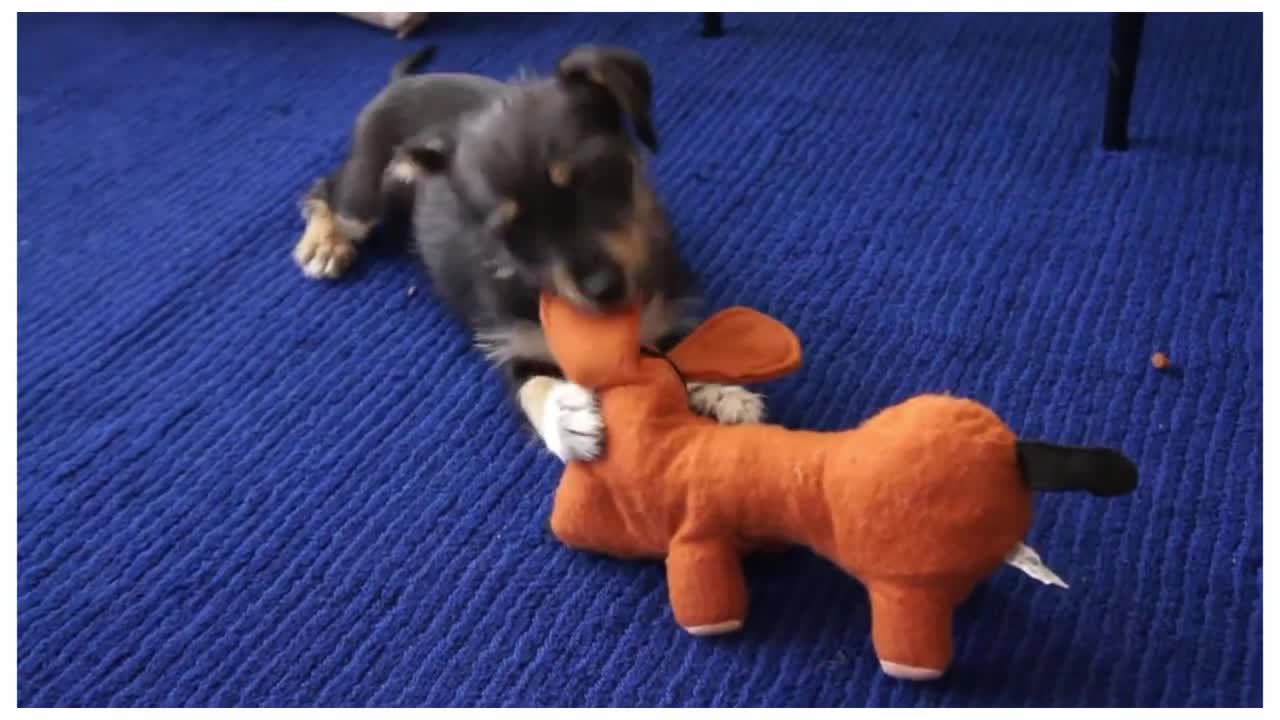 Dog puppy playing with toy so cute