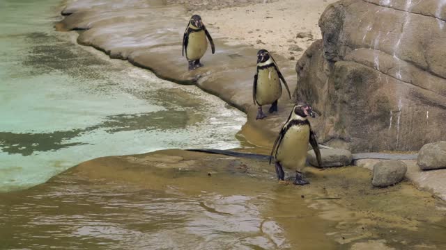 Penguins on the banks of the river