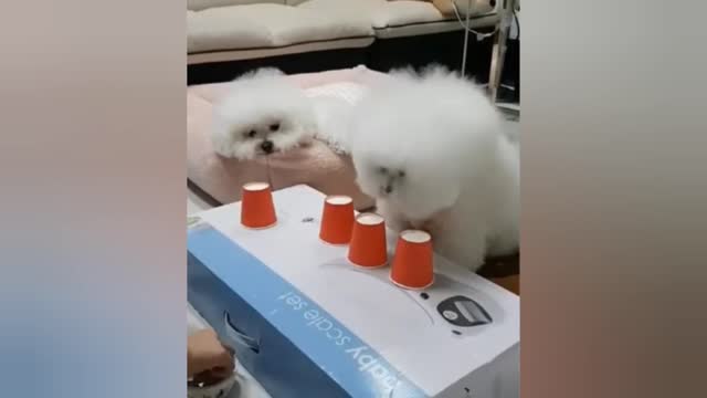 Smart and funny dog videos 🤣🤣