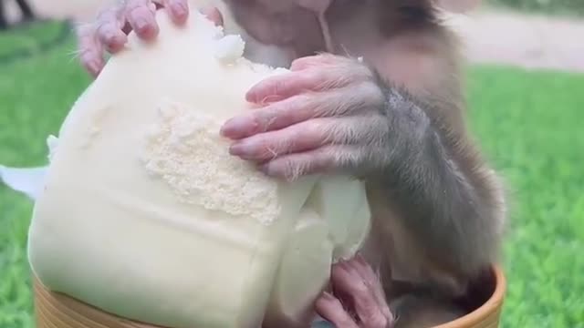 cut Monkey eats food