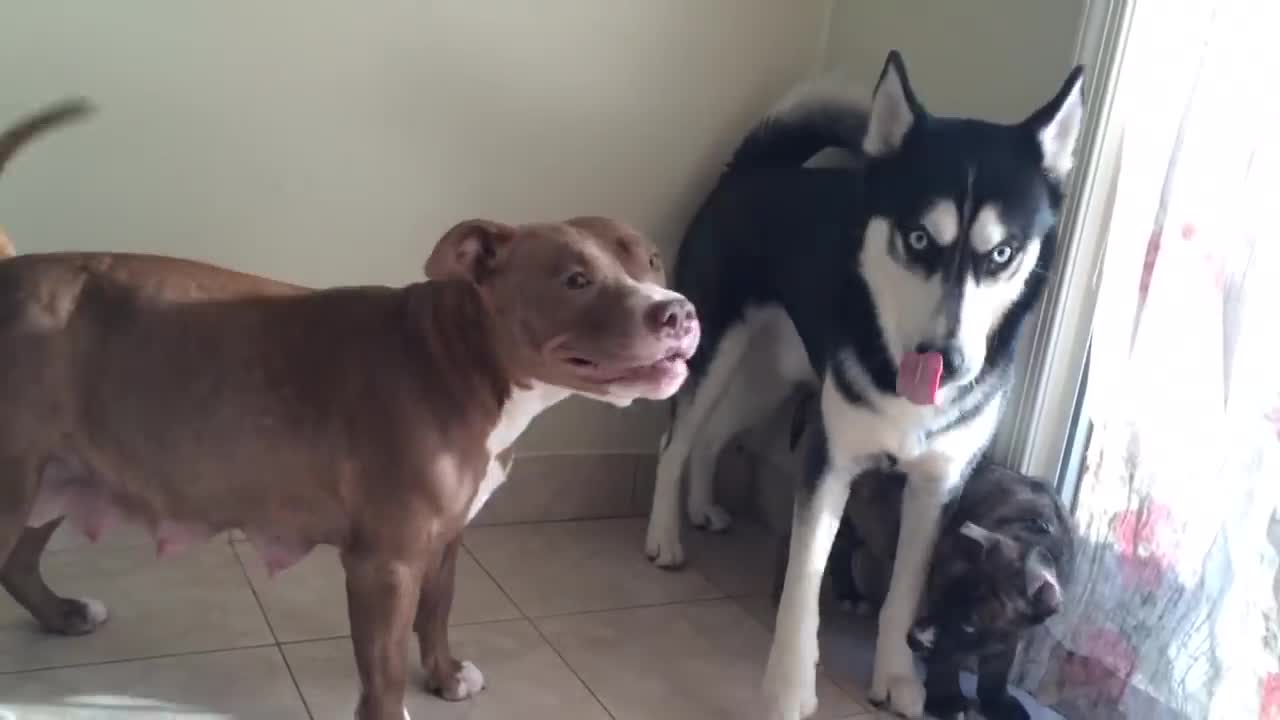 Husky and pitbull fighting then they start kissing