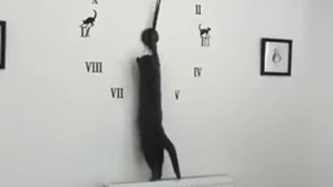 Time Traveling Cat