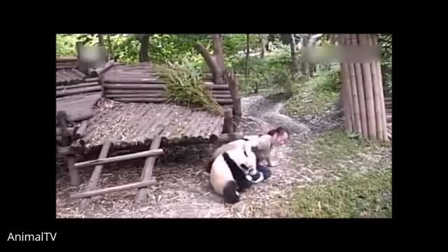 Cute baby pandas enjoy a nice beverage🤗