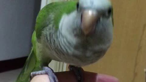 Beat Boxing Birdie