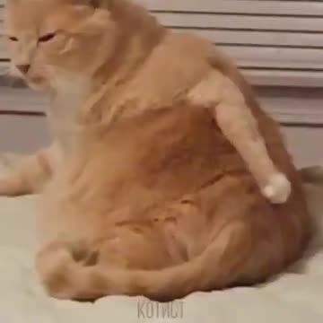 Compilações De Gatos engraçados���� #gatosengraçados