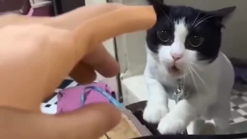 Funny animal video 😅🐱