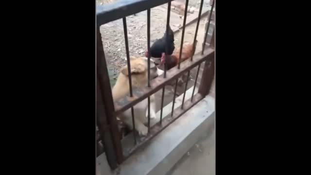 funny fight between dog and chicken.