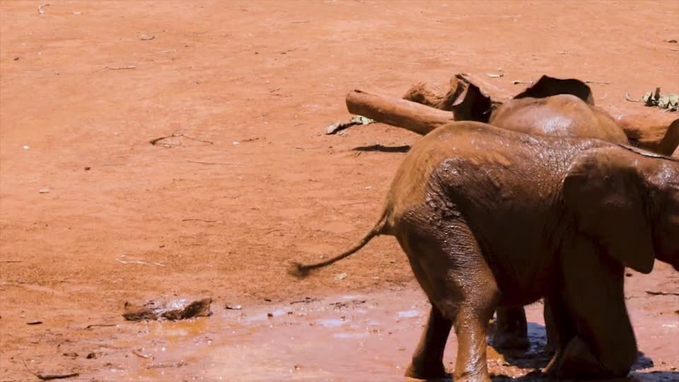 Funny Video Baby Elephants Playing In The Mud