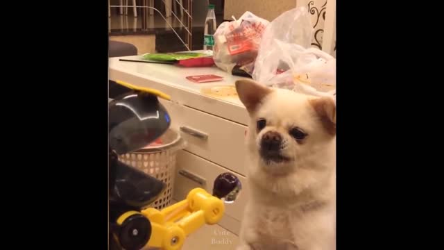 Dog and Cat Reaction to Toy 💗 funniest cat and dog videos