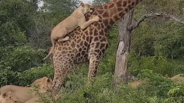 Giraffes Give Lions a Ride...!