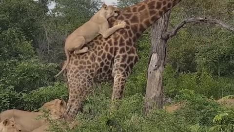 Giraffes Give Lions a Ride...!