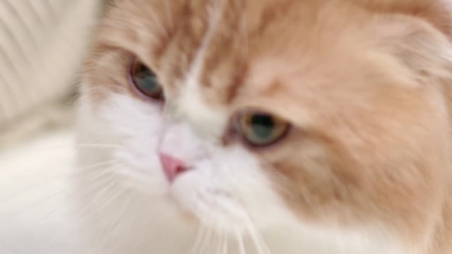 Funny Cats and Kittens Meowing Sound Effects Compilation