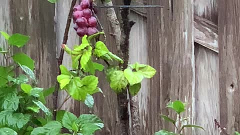 Red Whiskered Bulbuls in the Rain