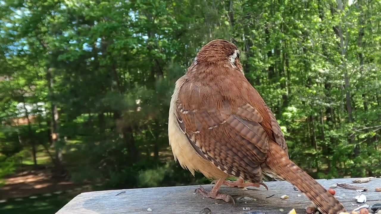 The Carolina Wren Bird