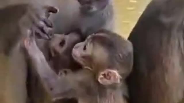 Mummy monkey