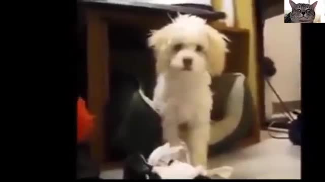 Funny Dogs Video :| Funny Videos