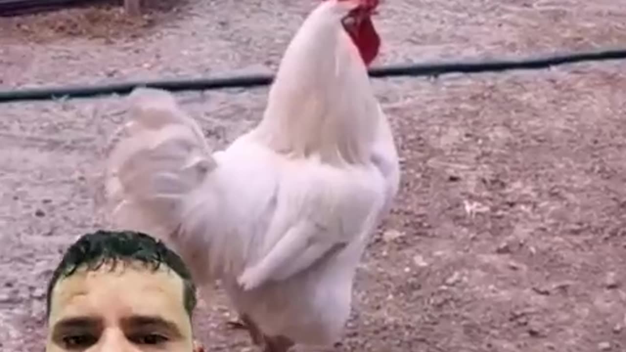 Funny videos new Laugh with the rooster#rooster #dog#viralhits