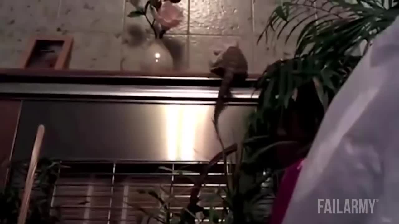 Funniest Animal Fails very funny must watch!!!!