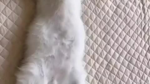 cat and dog video cute cat video dog lover video funniest cat and dog video