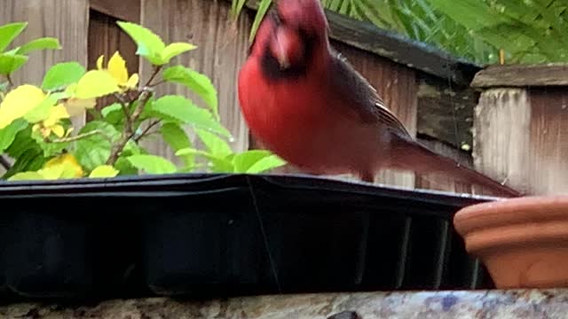 Daddy-O the Northern Cardinal Male