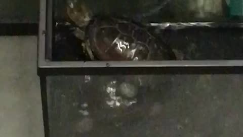 Man has turtles in tank on subway train