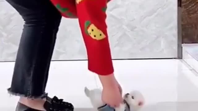 very funny and funny little dog