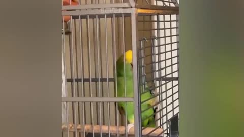 Smart And Funny Parrots Parrot Talking Videos Compilation P1 Super Dogsp12