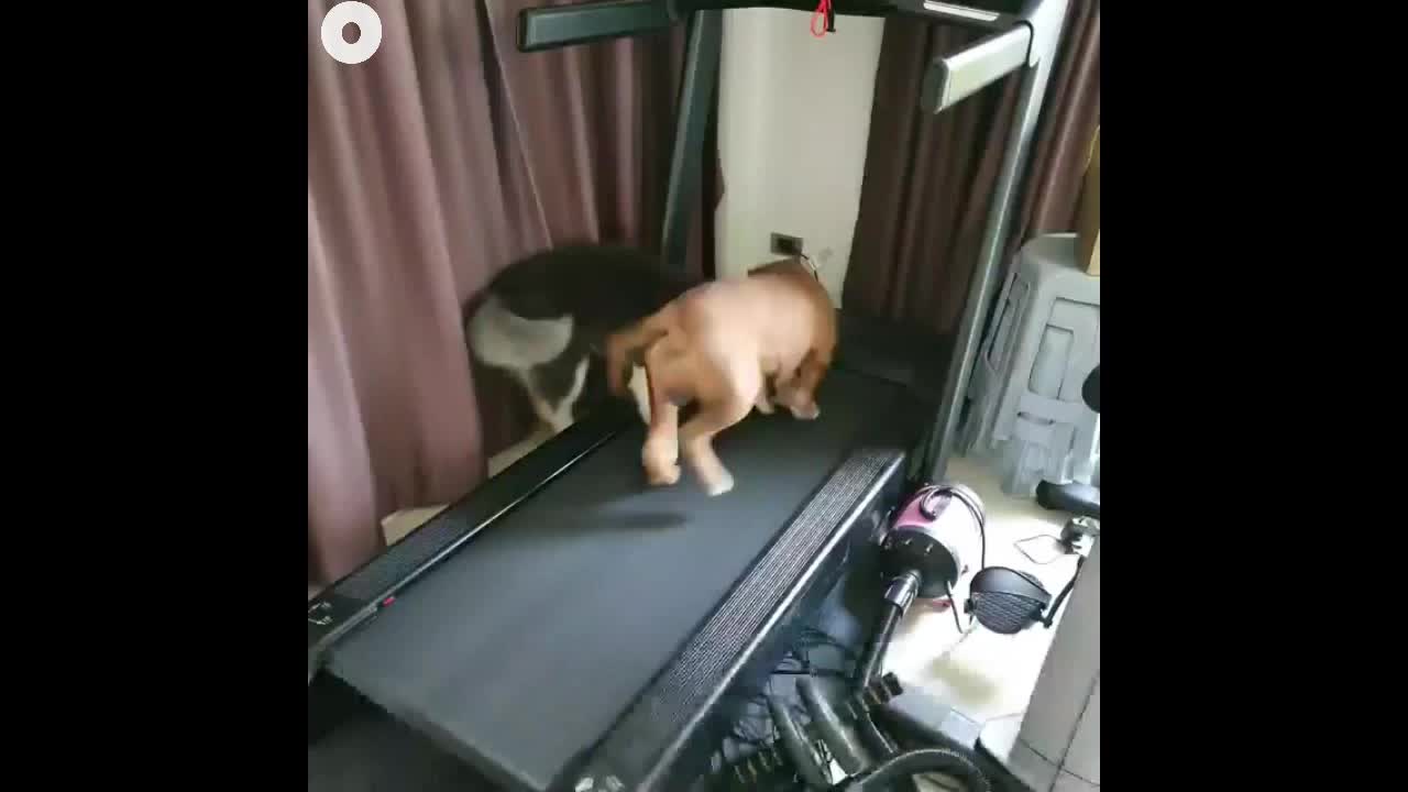 Funny dogs Running in Treadmill